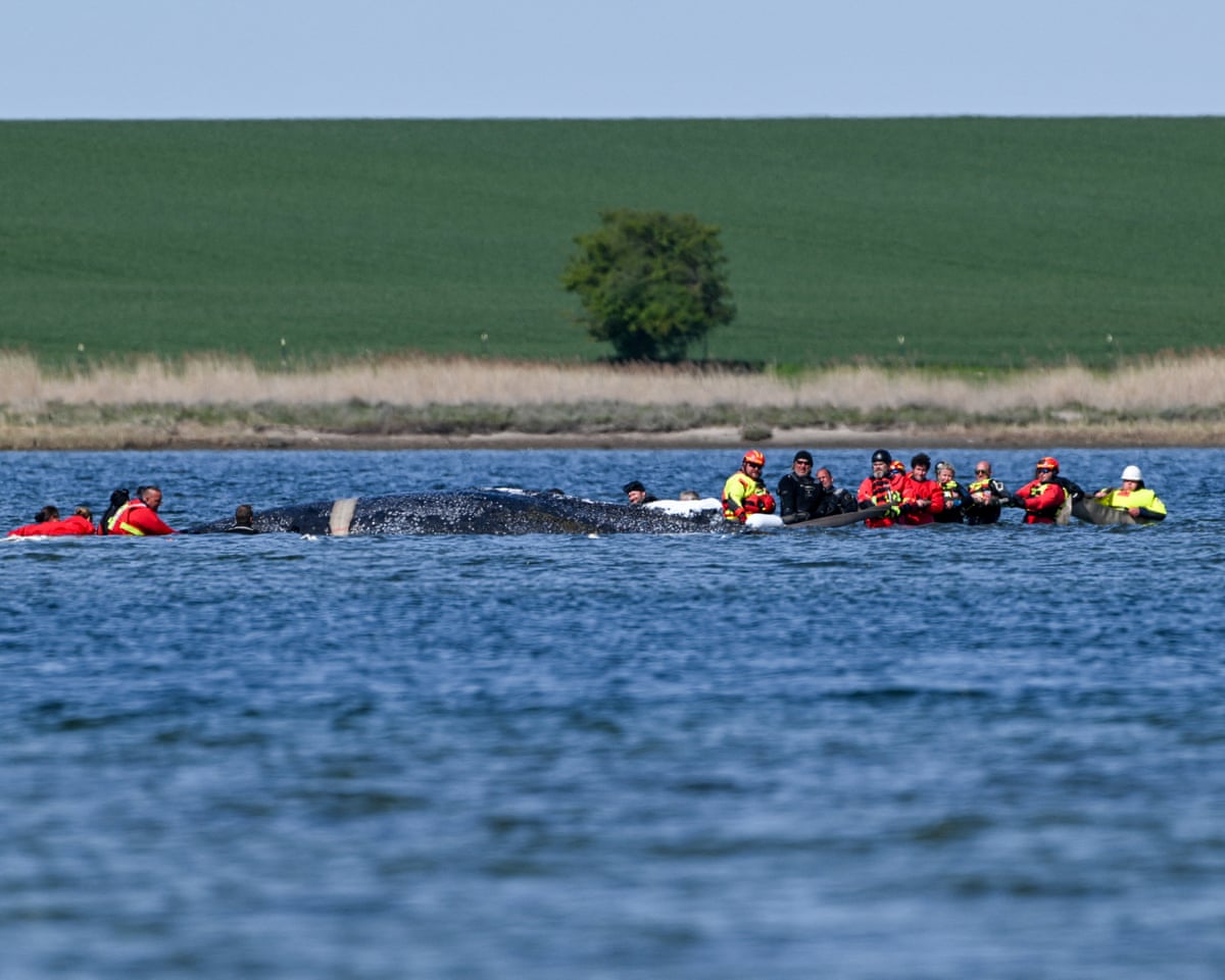 barge-rescue-attempt-for-timmy-the-whale-in-germany-gets-go-ahead_69f08ea614a12