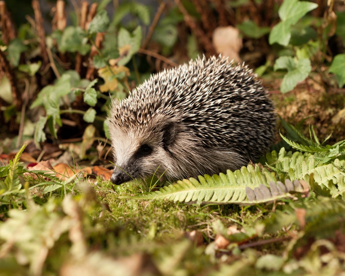 german-mayors-call-for-night-time-ban-on-robot-lawnmowers-to-protect-hedgehogs_69d3b43ace9c7