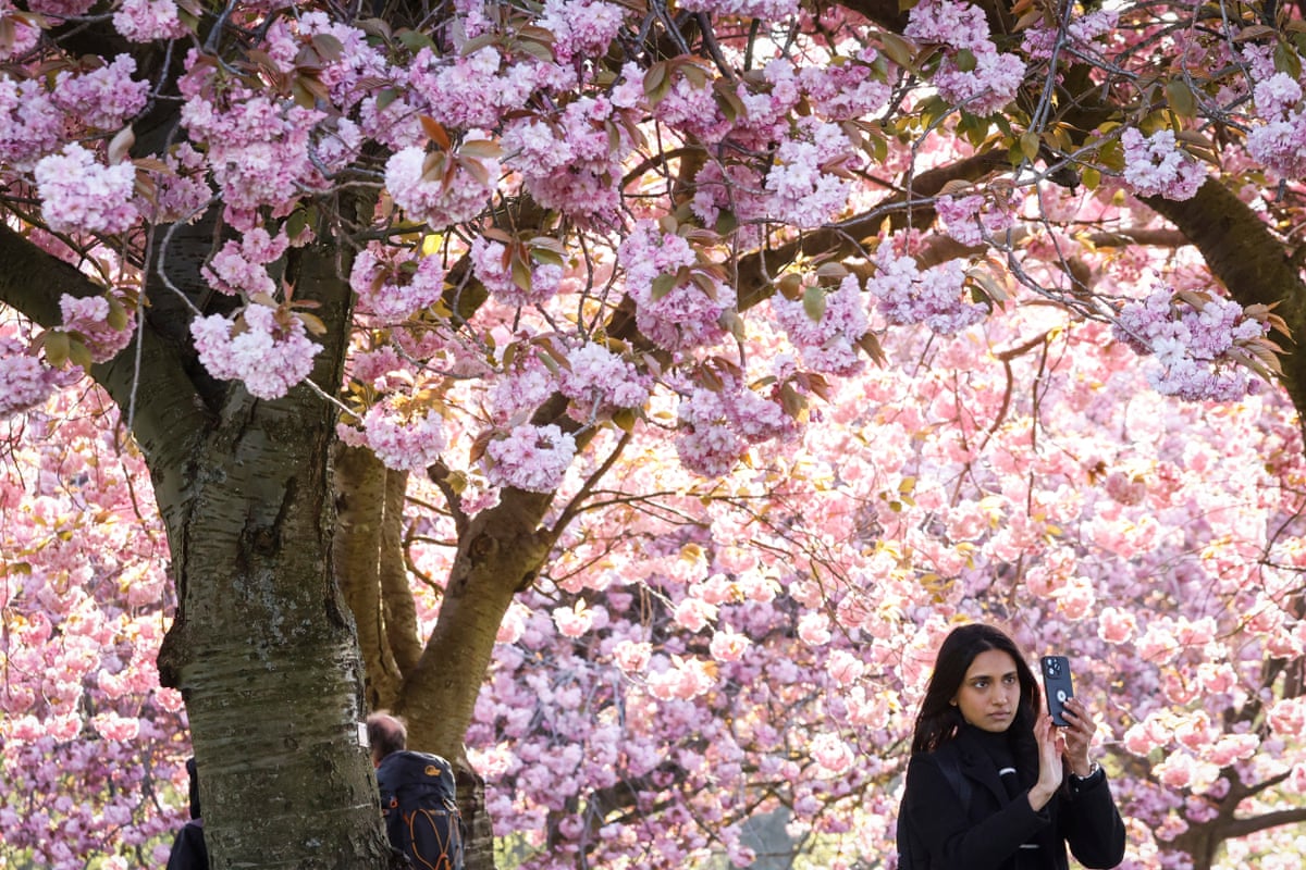 pollen-season-in-uk-and-mainland-europe-extended-by-climate-breakdown_69e87dc80d62b