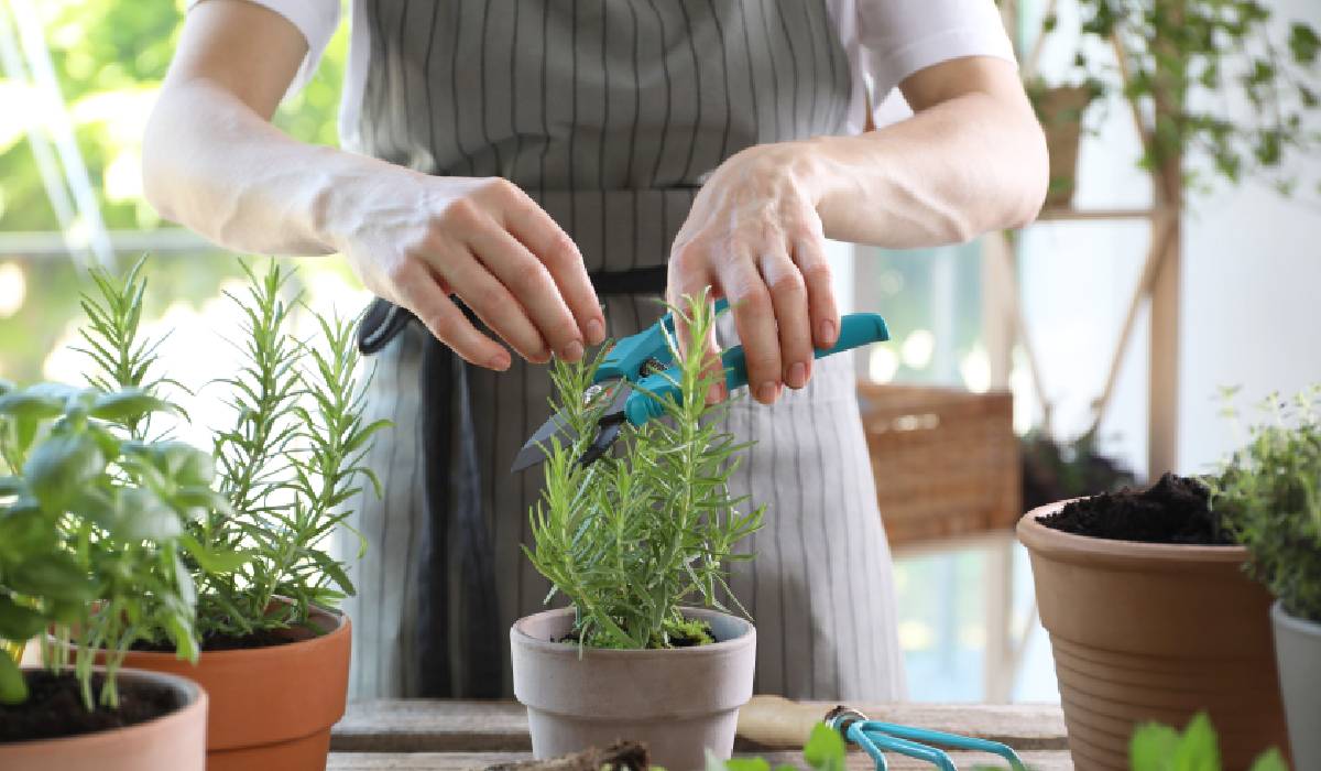 ce-plante-aromatice-merita-cultivate-in-mai-si-cum-pot-ajuta-digestia_69f885ba730b3