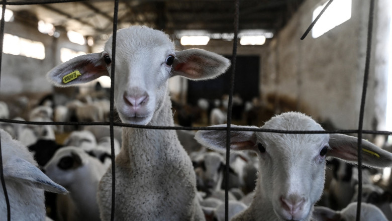 comisia-europeana-a-extins-interdictia-privind-exportul-de-ovine-si-caprine-din-romania-anuntul-lui-tanczos-barna_6a33ecc50663c