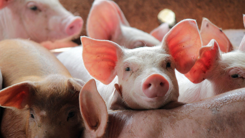 madr-pregateste-ajutoare-pentru-prevenirea-pestei-porcine-africane-bugetul-total-alocat-schemei-este-de-125-de-milioane-de-lei_6a2ab49e3f421