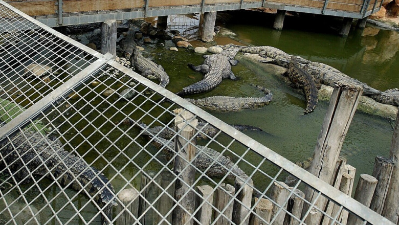inchisorile-din-israel-vor-folosi-crocodili-pentru-a-descuraja-detinutii-sa-evadeze_6a5bd4d5aa17a